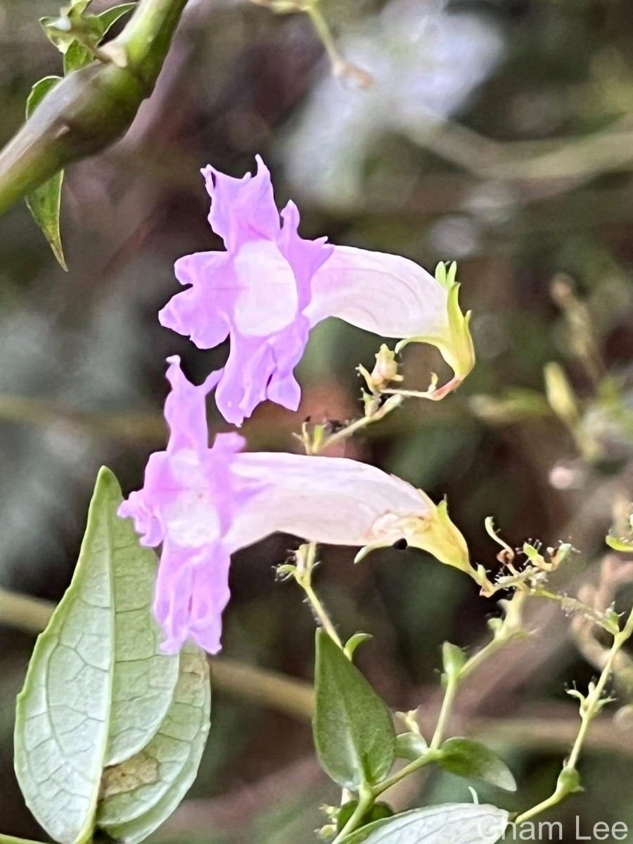 Strobilanthes helicoides T.Anderson